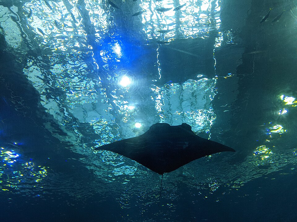 美ら海水族館の外観