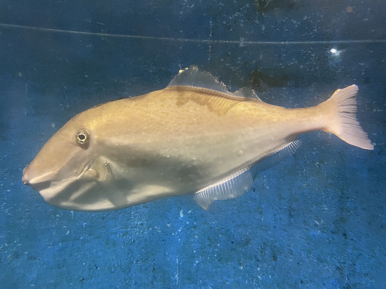 桂浜水族館の外観