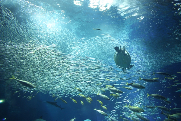 大洗水族館の外観