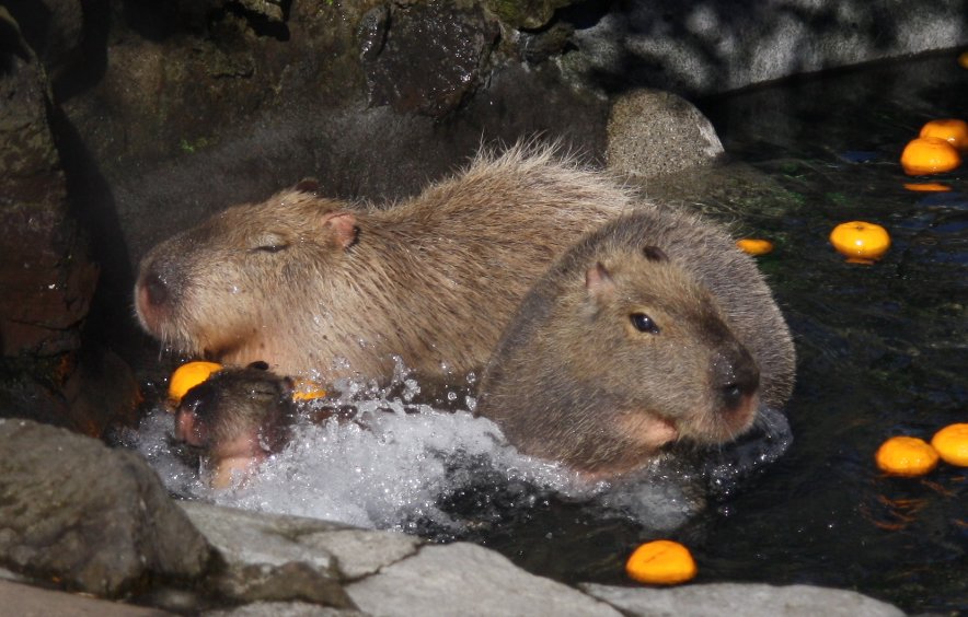 シャボテン公園の外観