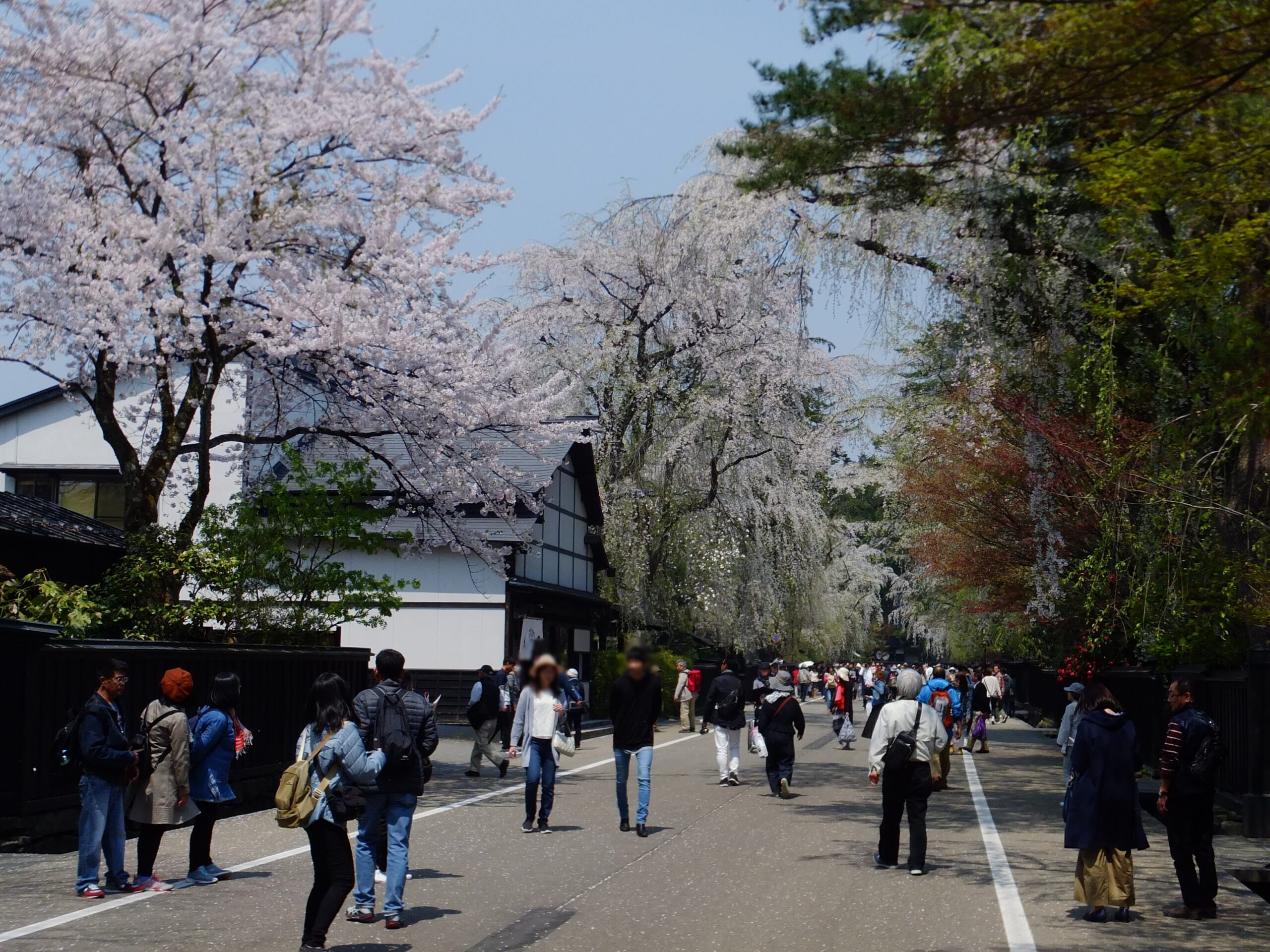 角館武家屋敷通りの春の桜