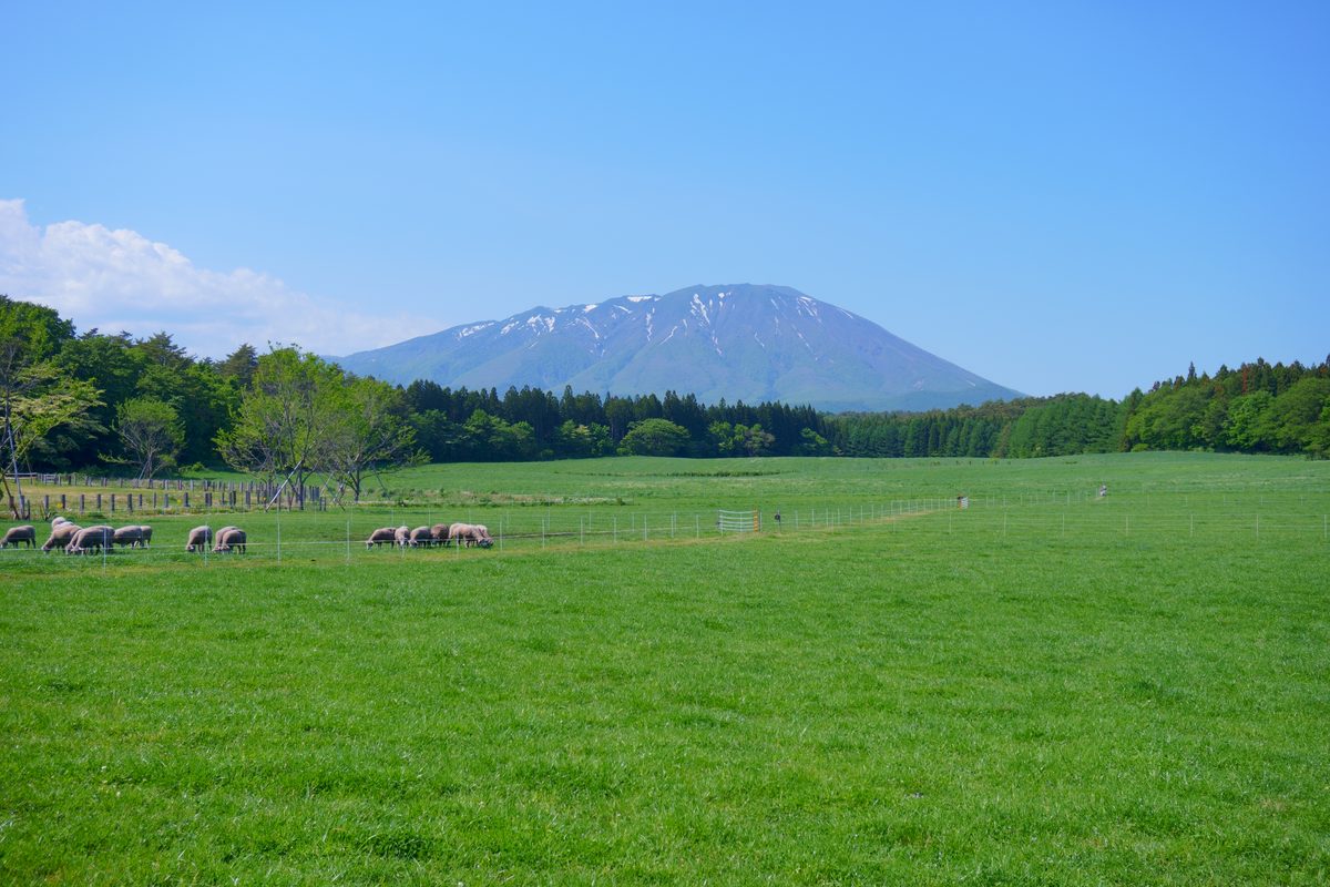 小岩井農場の羊牧場と岩手山