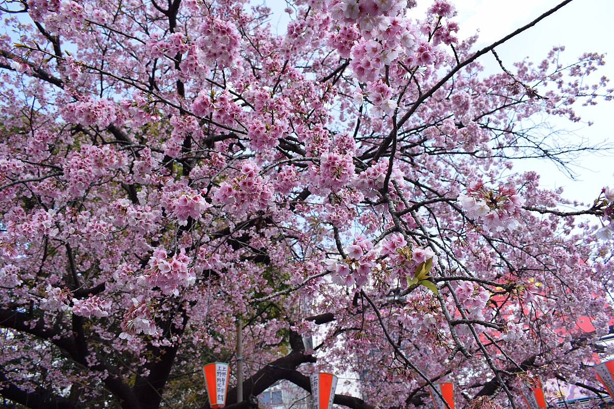 上野恩賜公園の桜並木