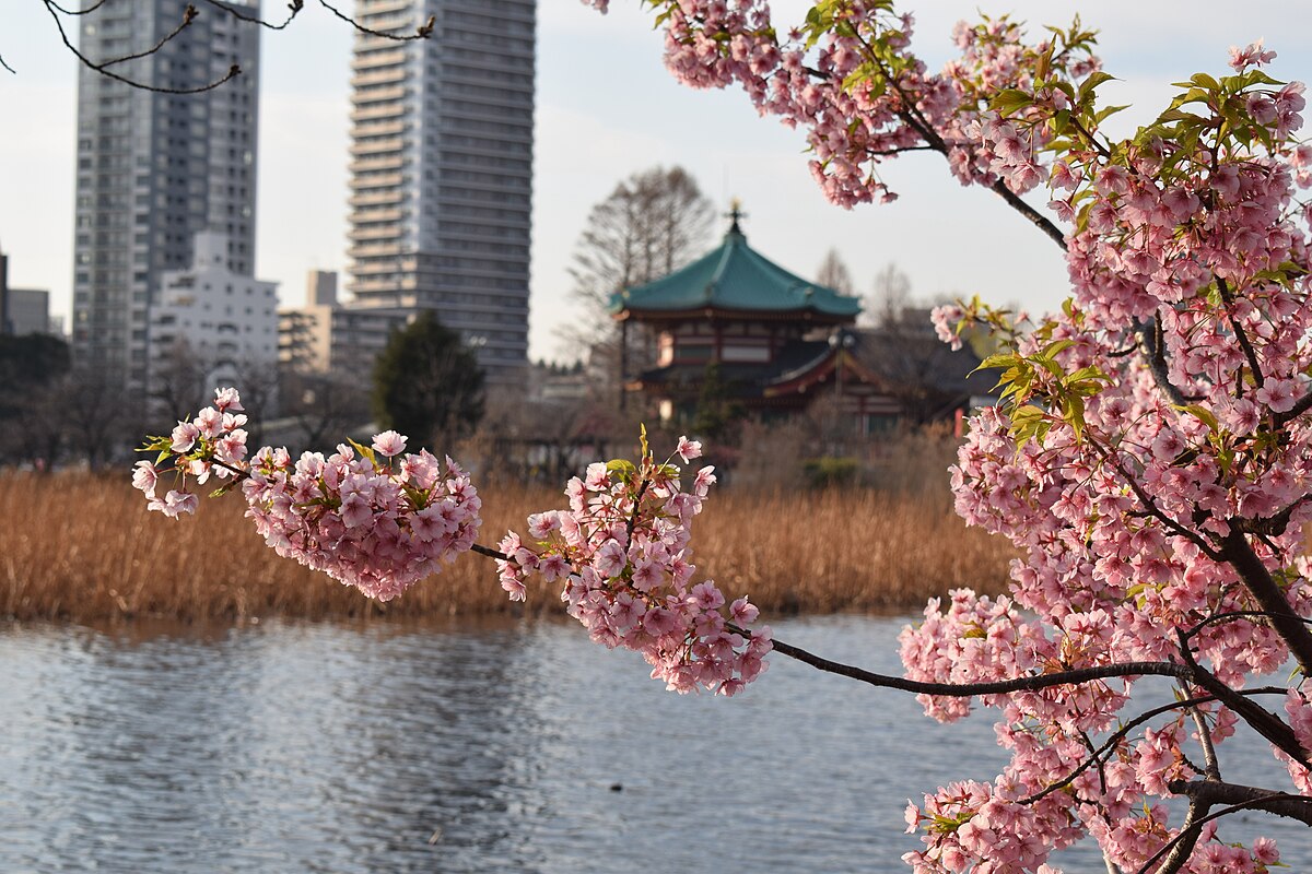 上野恩賜公園の満開の桜