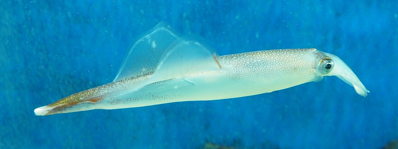 仙台うみの杜水族館の風景
