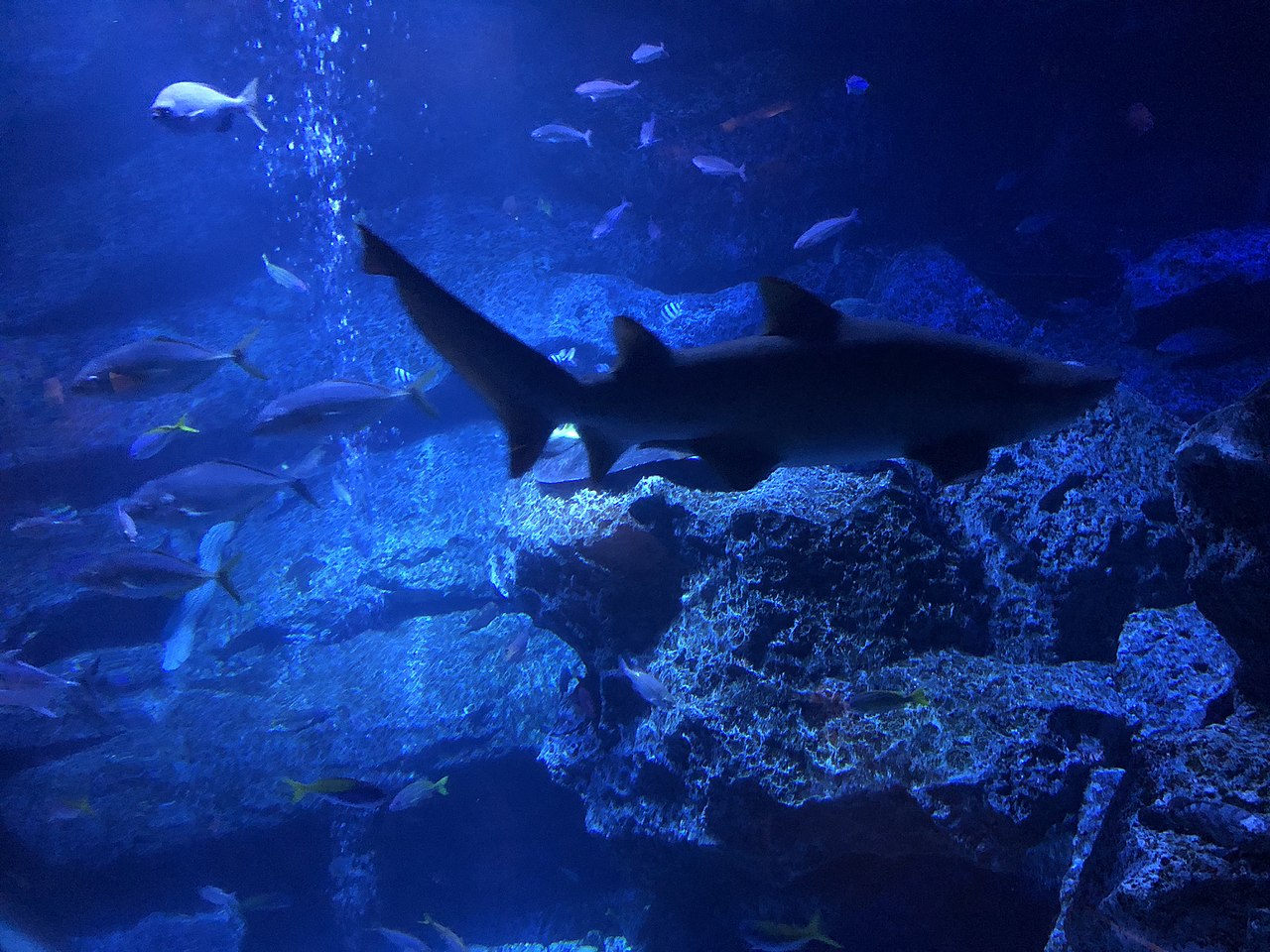 すみだ水族館の風景