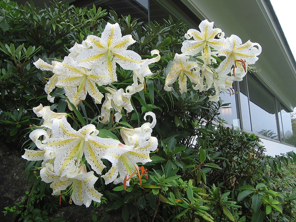 箱根の外観