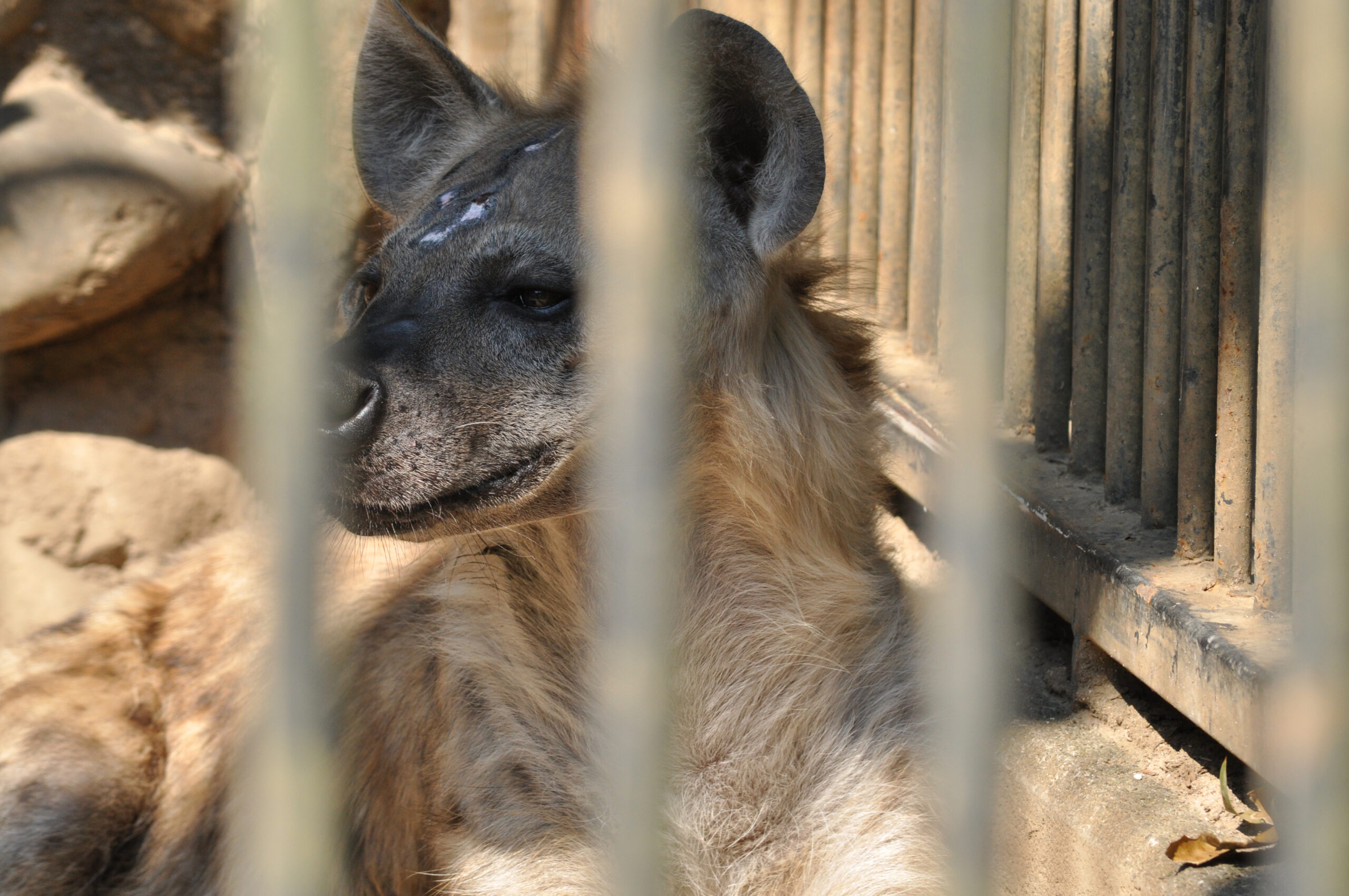 大宮公園小動物園の動物展示