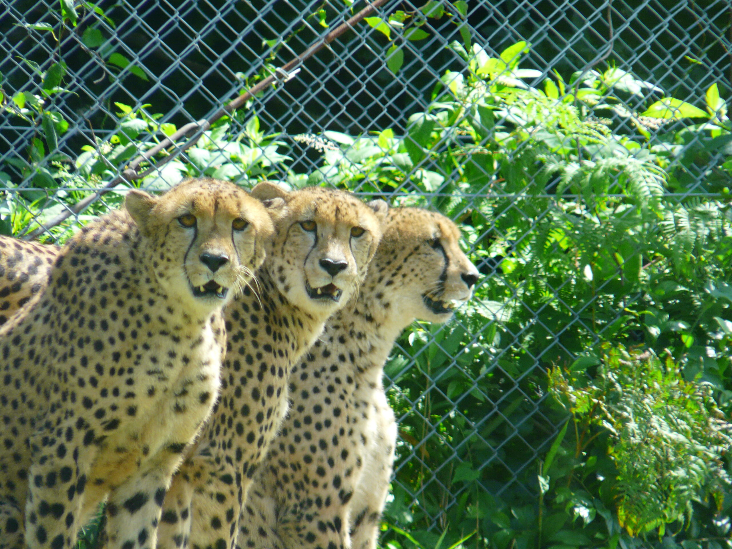九州自然動物公園アフリカンサファリで草を食べる動物たち