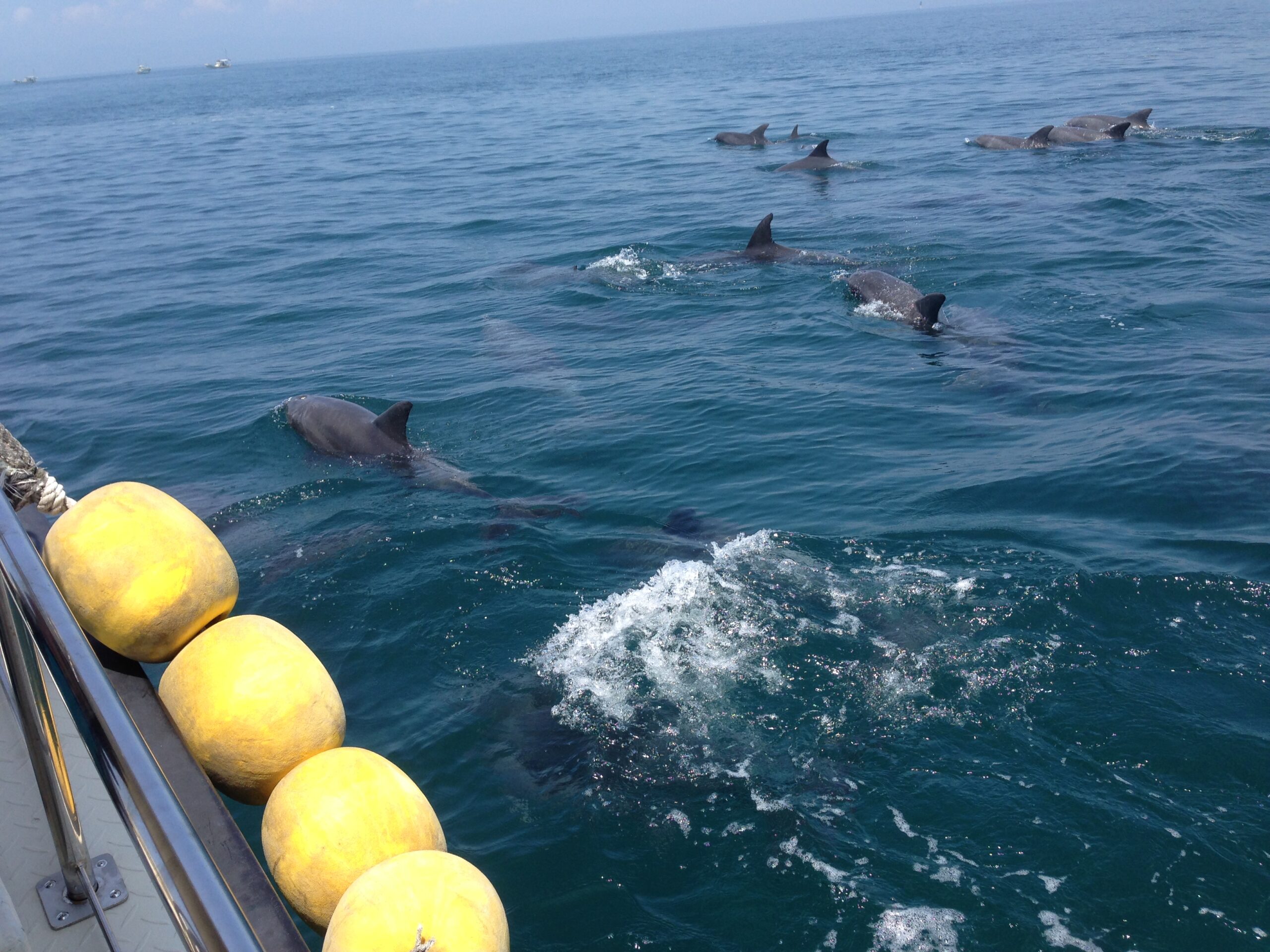 天草イルカウォッチングで海面に現れたミナミハンドウイルカ