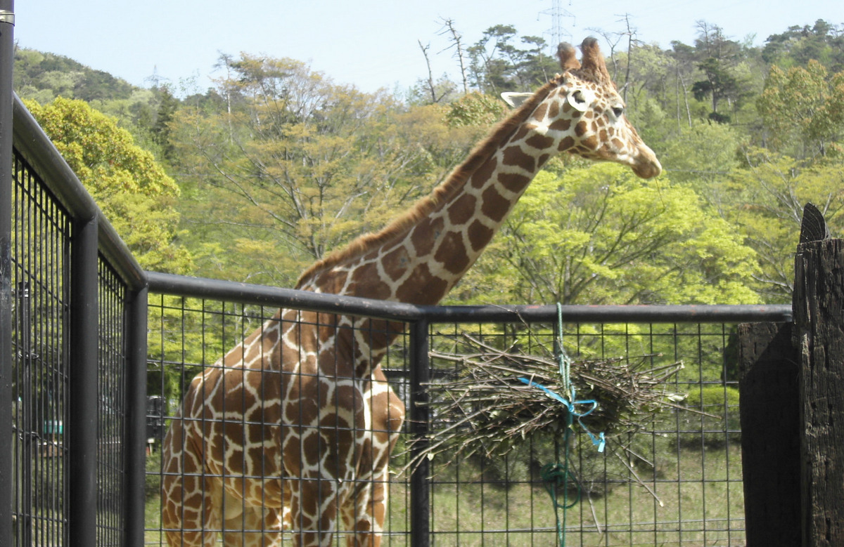 広島市安佐動物公園のキリン展示