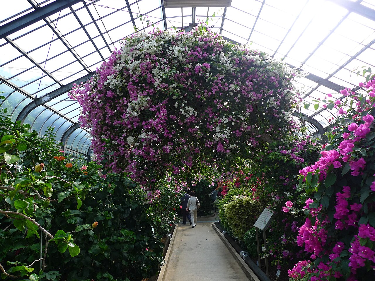 熱川バナナワニ園の熱帯植物