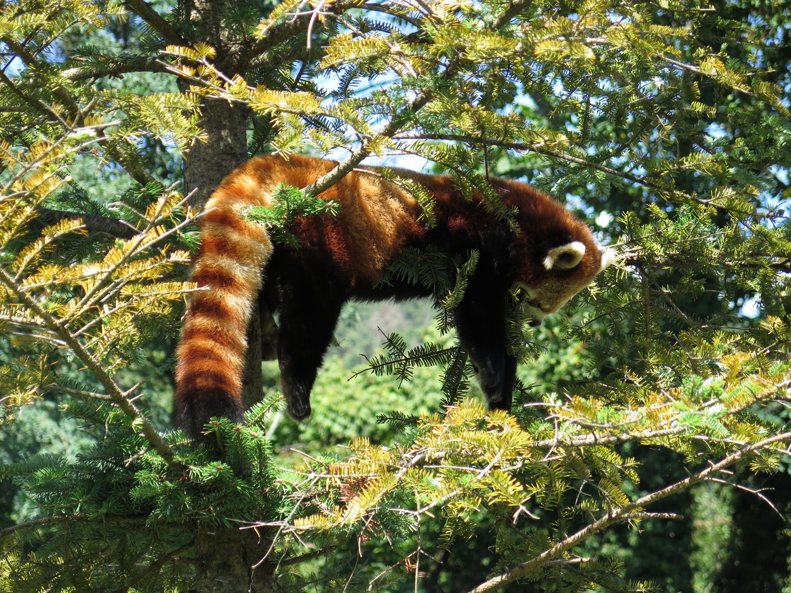 茶臼山動物園のレッサーパンダ