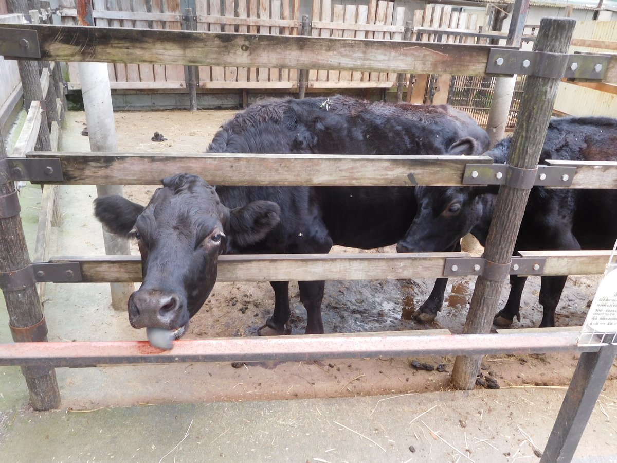 宇都宮動物園の動物