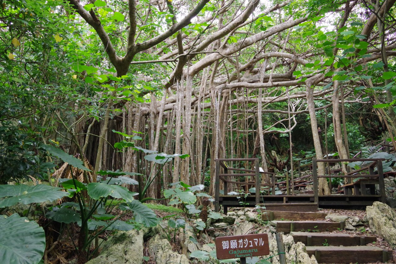 大石林山のガジュマル