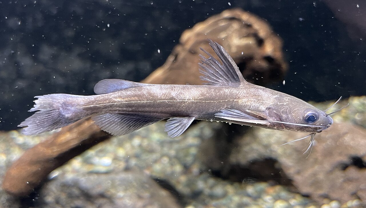 富士湧水の里水族館の展示水槽