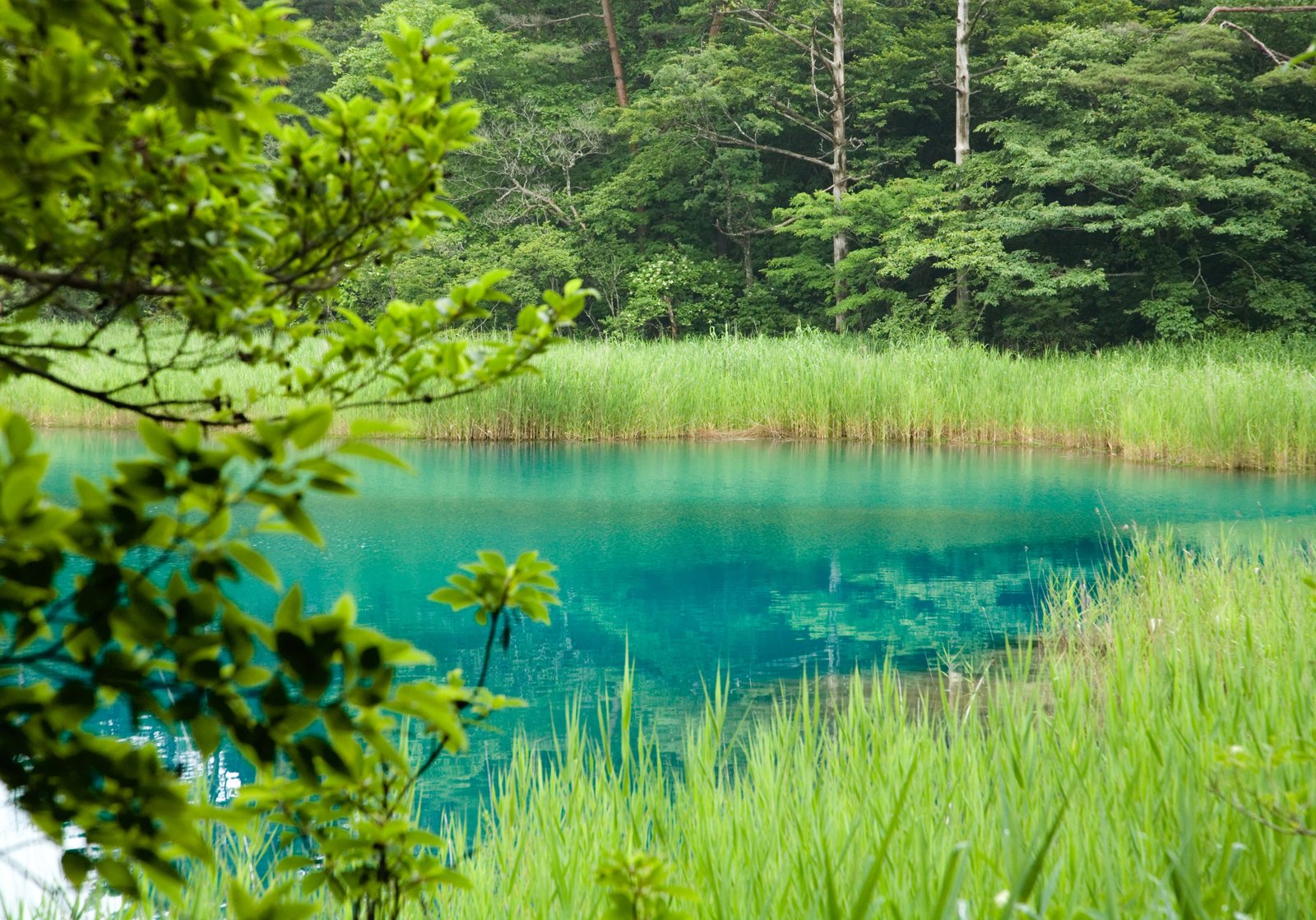 五色沼 青沼のエメラルドグリーン
