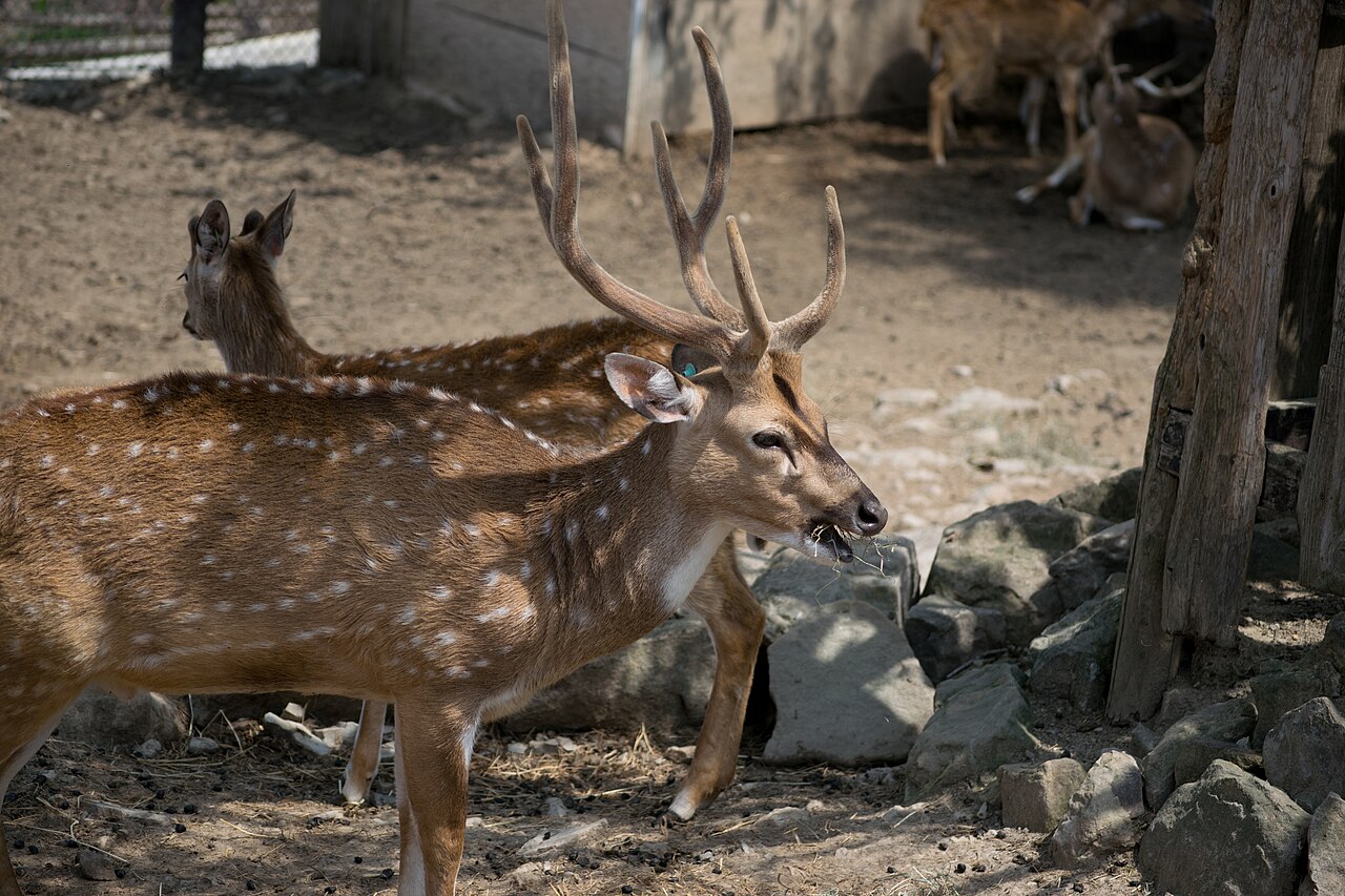 群馬サファリパークのチータル