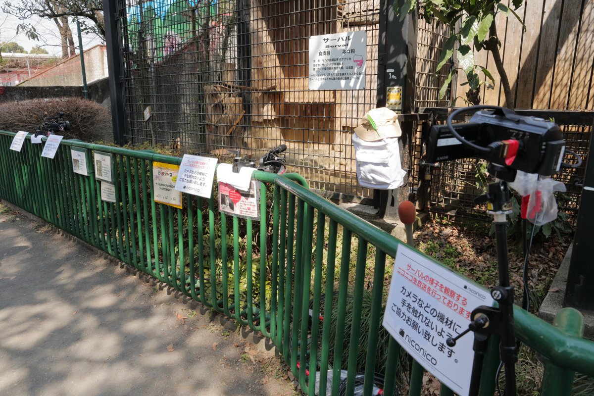 羽村市動物公園のサーバル