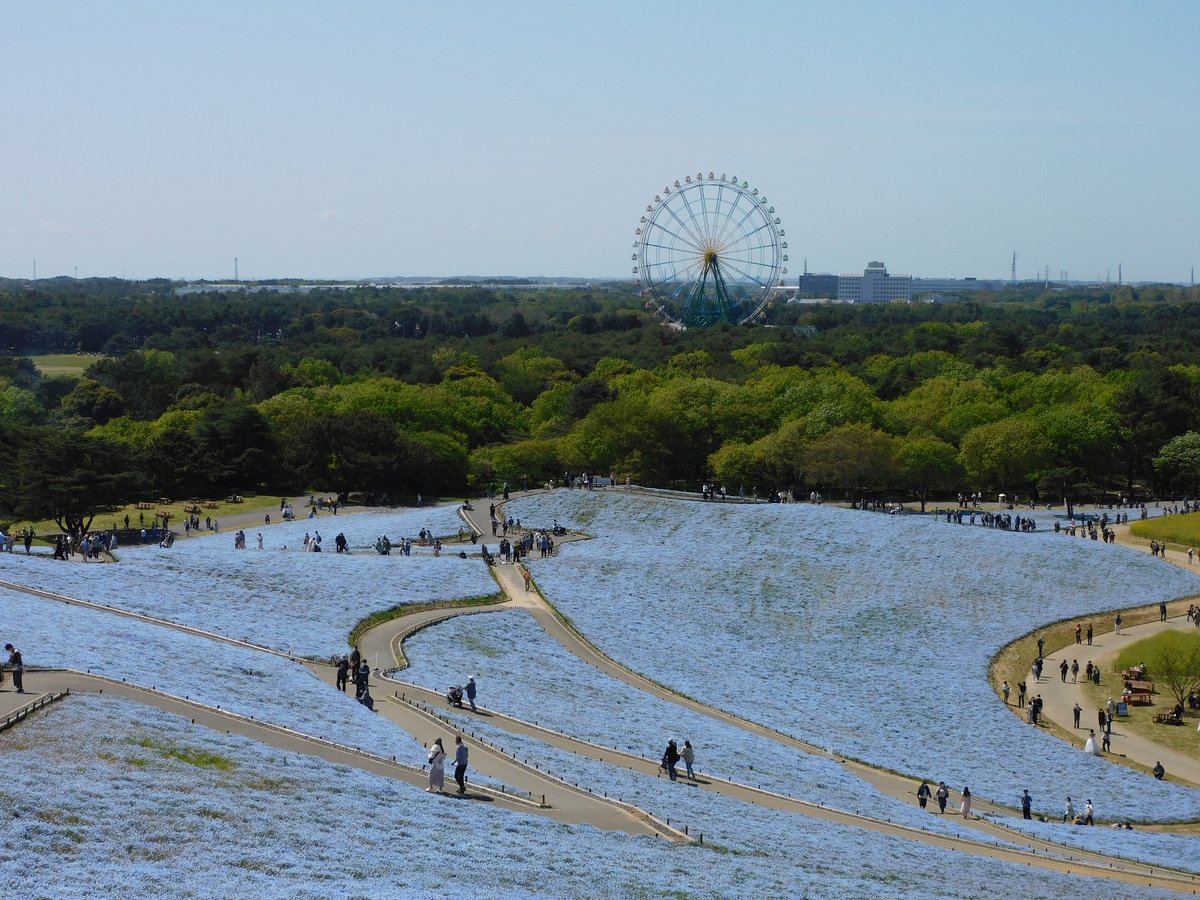 国営ひたち海浜公園 ネモフィラと観覧車