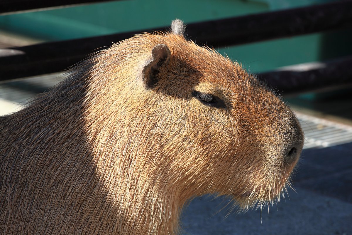 市川市動植物園のカピバラ