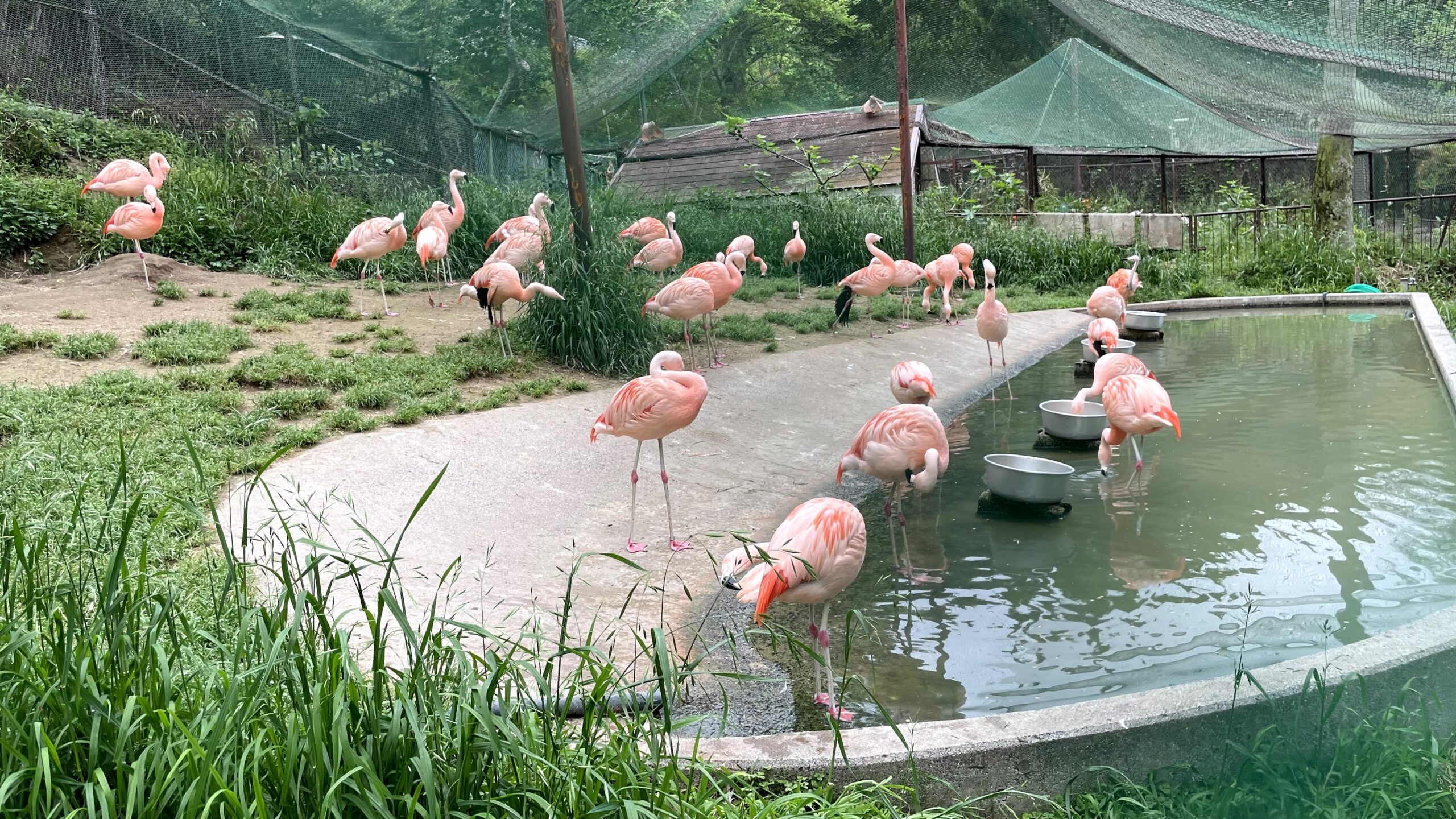 池田動物園のフラミンゴ