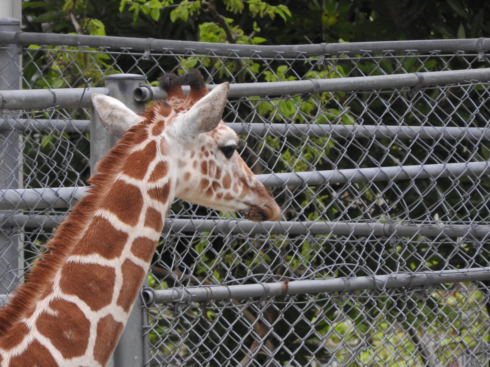いしかわ動物園の動物展示
