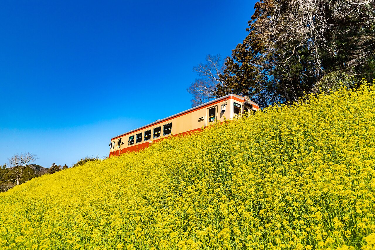 いすみ鉄道と菜の花畑