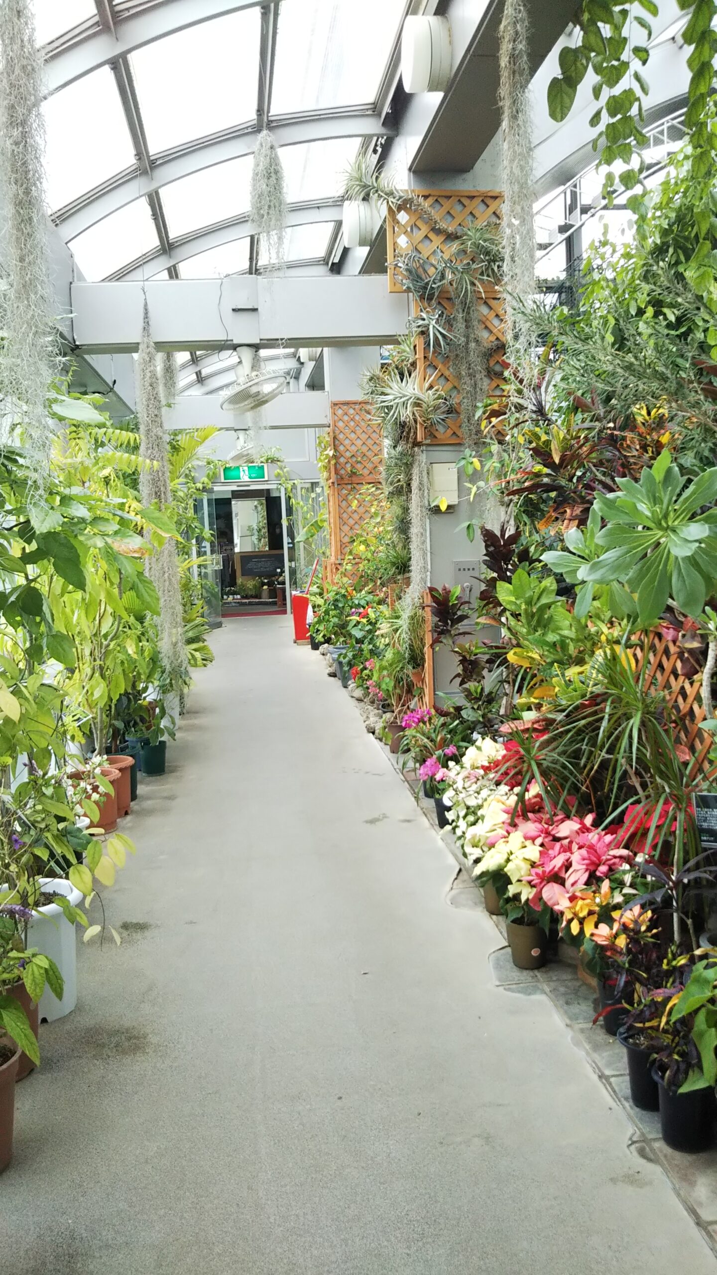 板橋区立熱帯環境植物館の温室