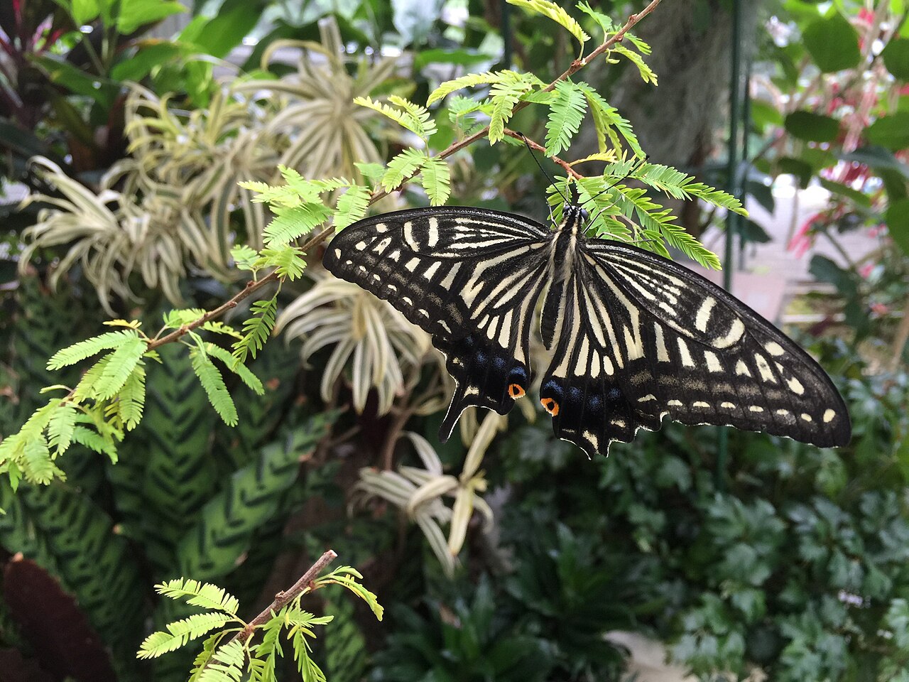 伊丹市昆虫館の蝶温室で羽を休めるチョウ
