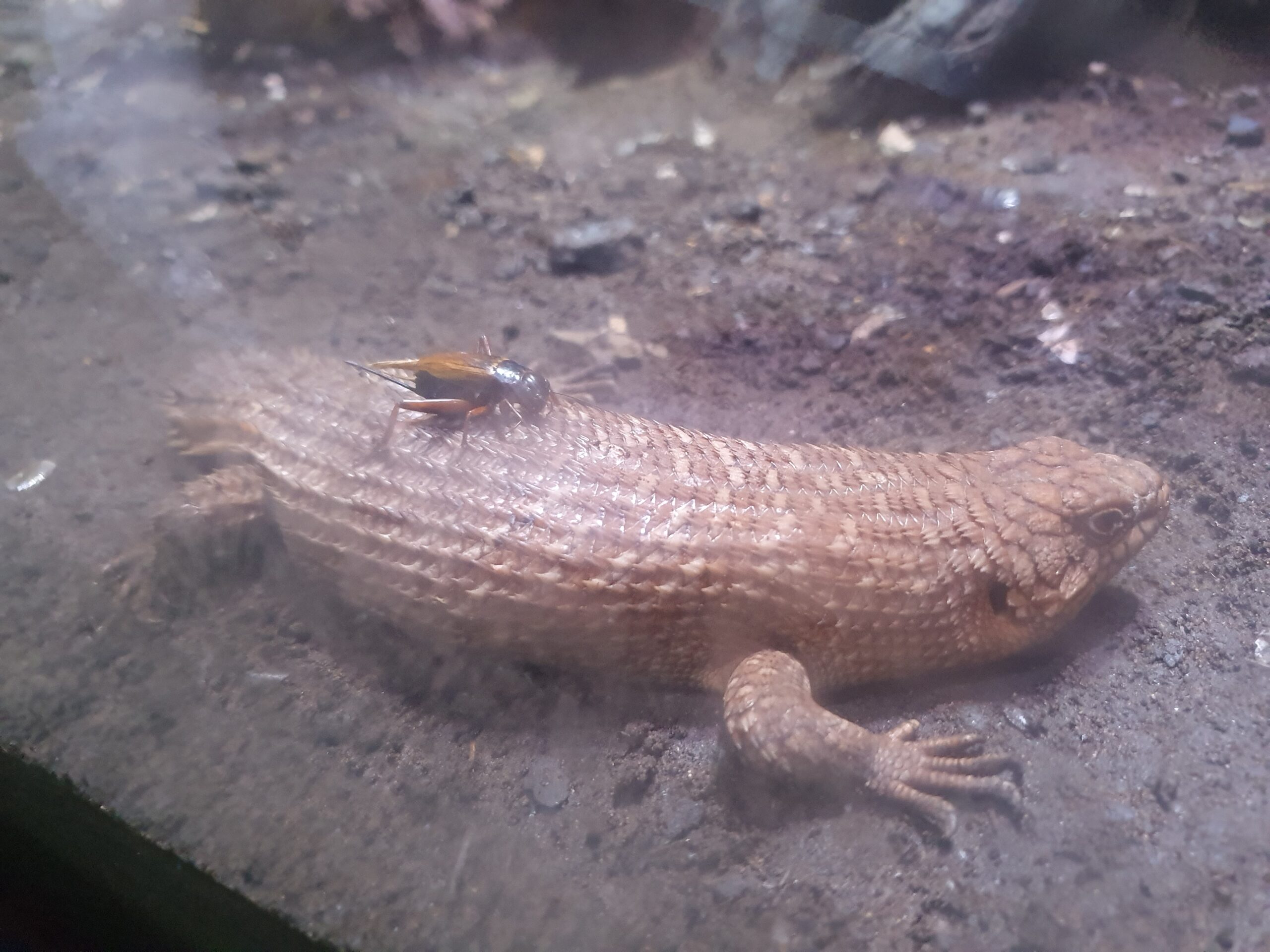 体感型動物園iZooの爬虫類展示