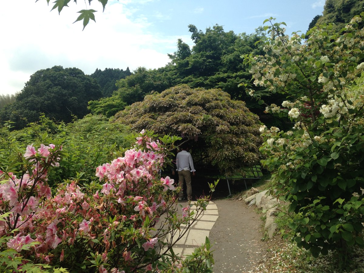 河内藤園の藤のドーム