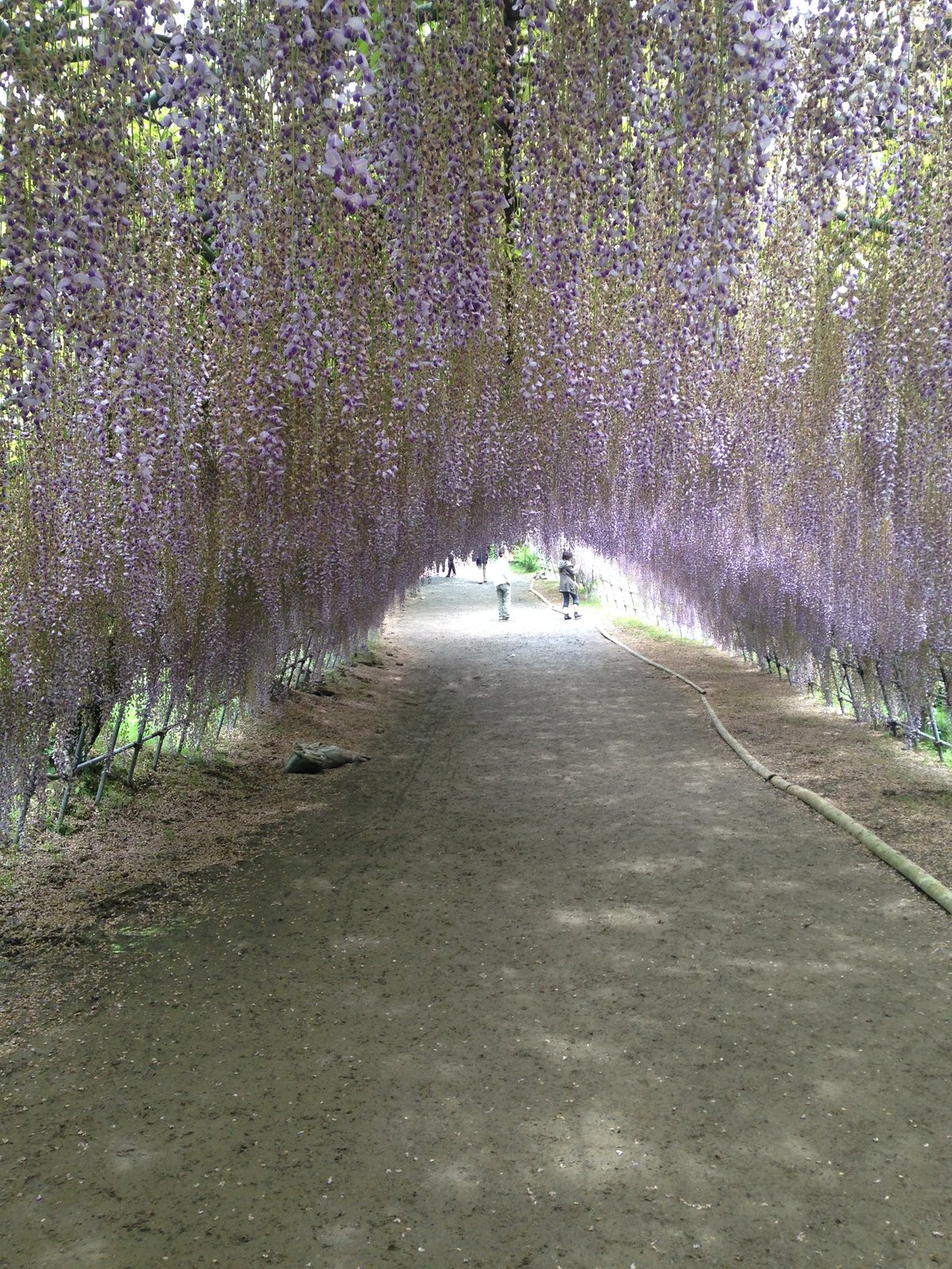 河内藤園の藤のトンネル