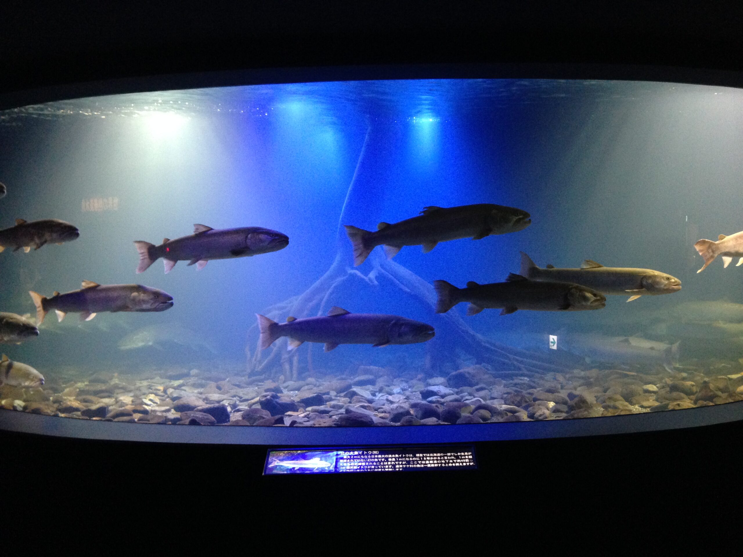 北の大地の水族館のイトウ大水槽