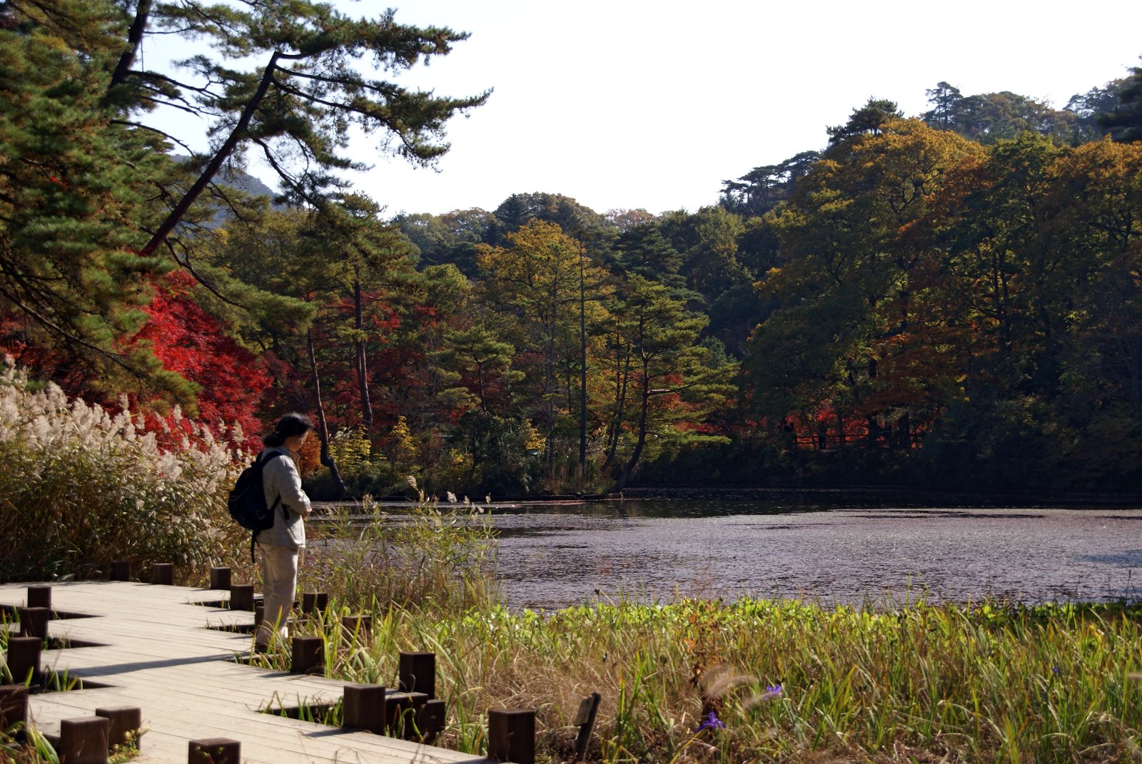 神戸市立森林植物園のメタセコイア並木