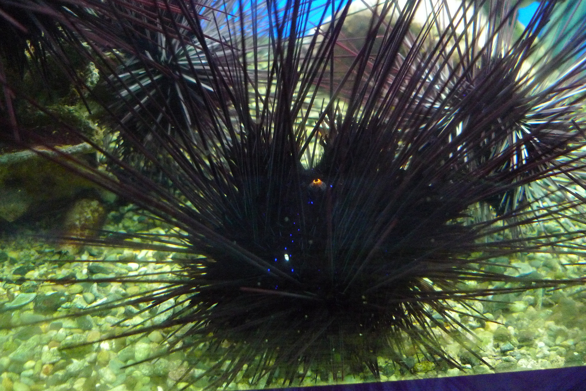 串本海中公園 水族館