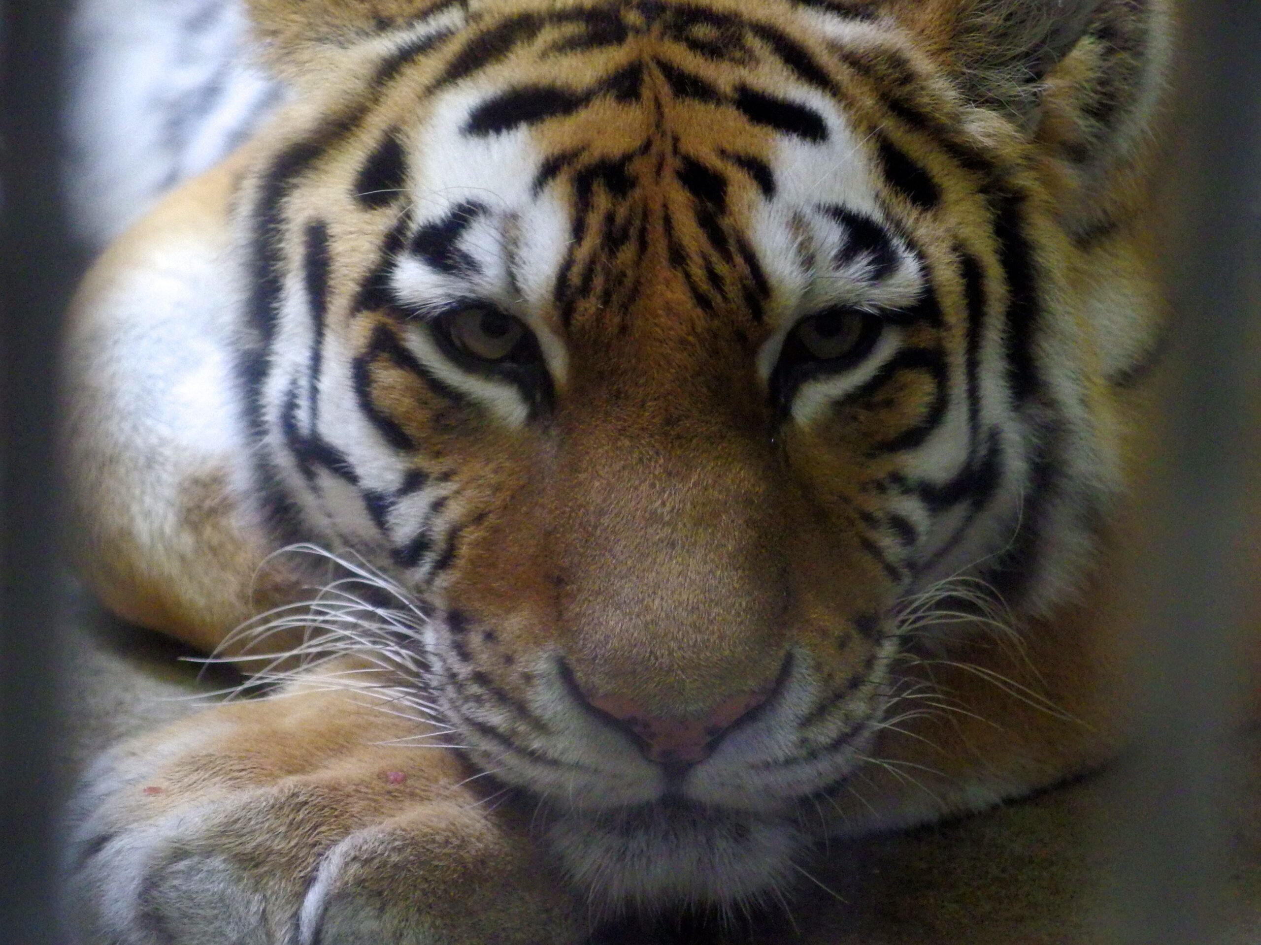 釧路市動物園の園内