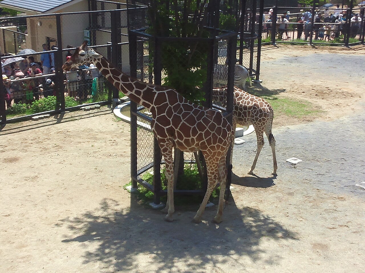 京都市動物園のキリン展示