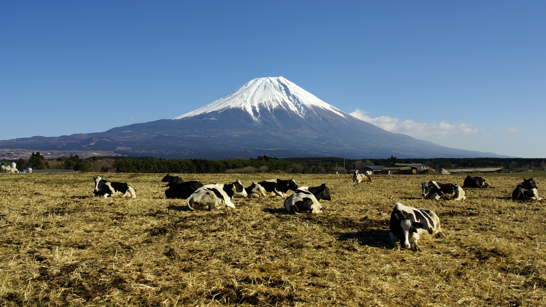 朝霧高原の牧草地と富士山