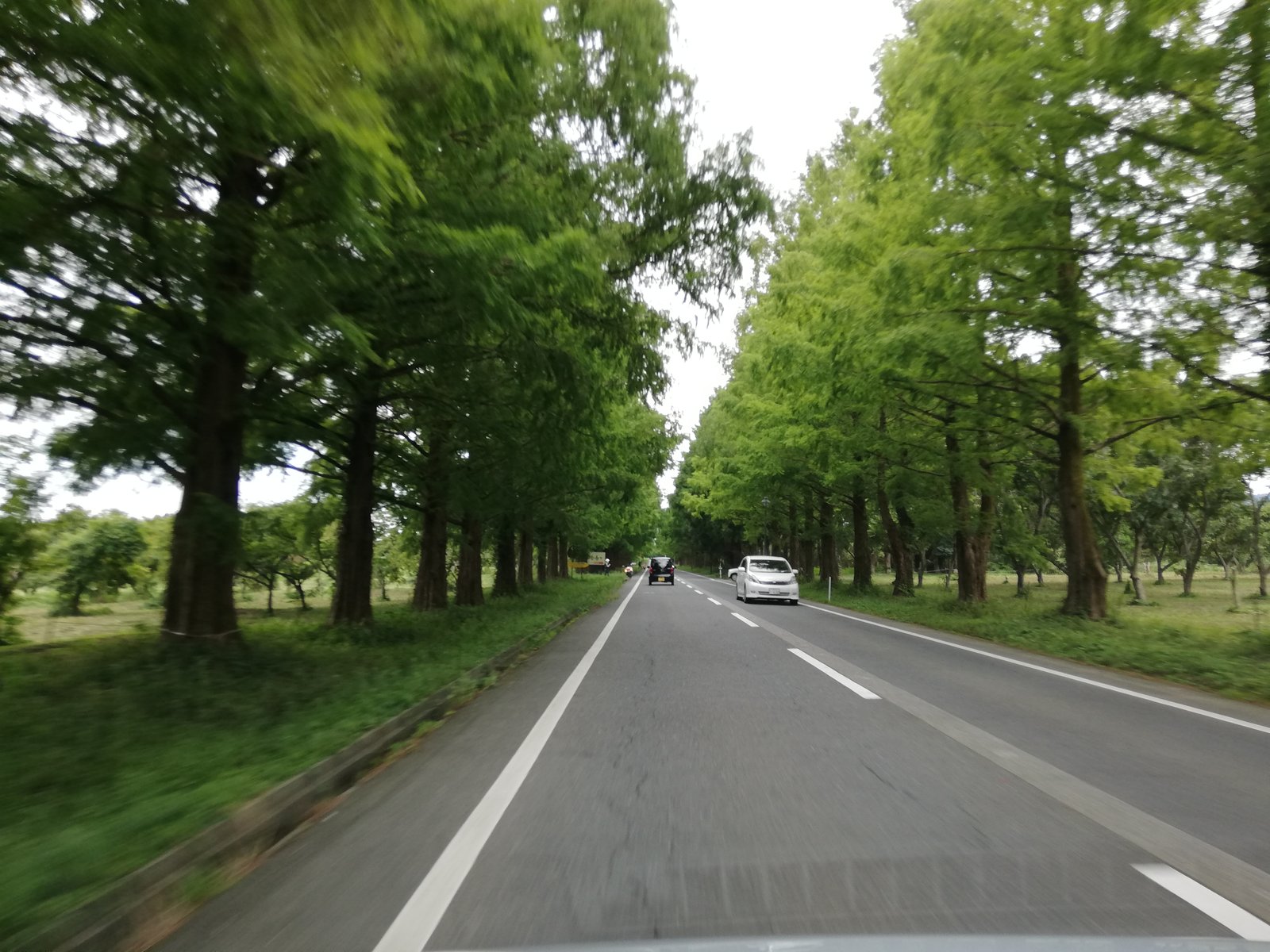メタセコイア並木道(滋賀県高島市マキノ町)