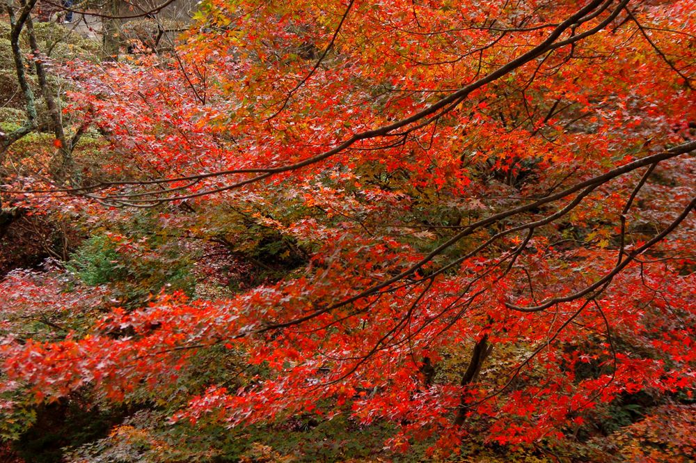 紅葉に染まる御船山楽園