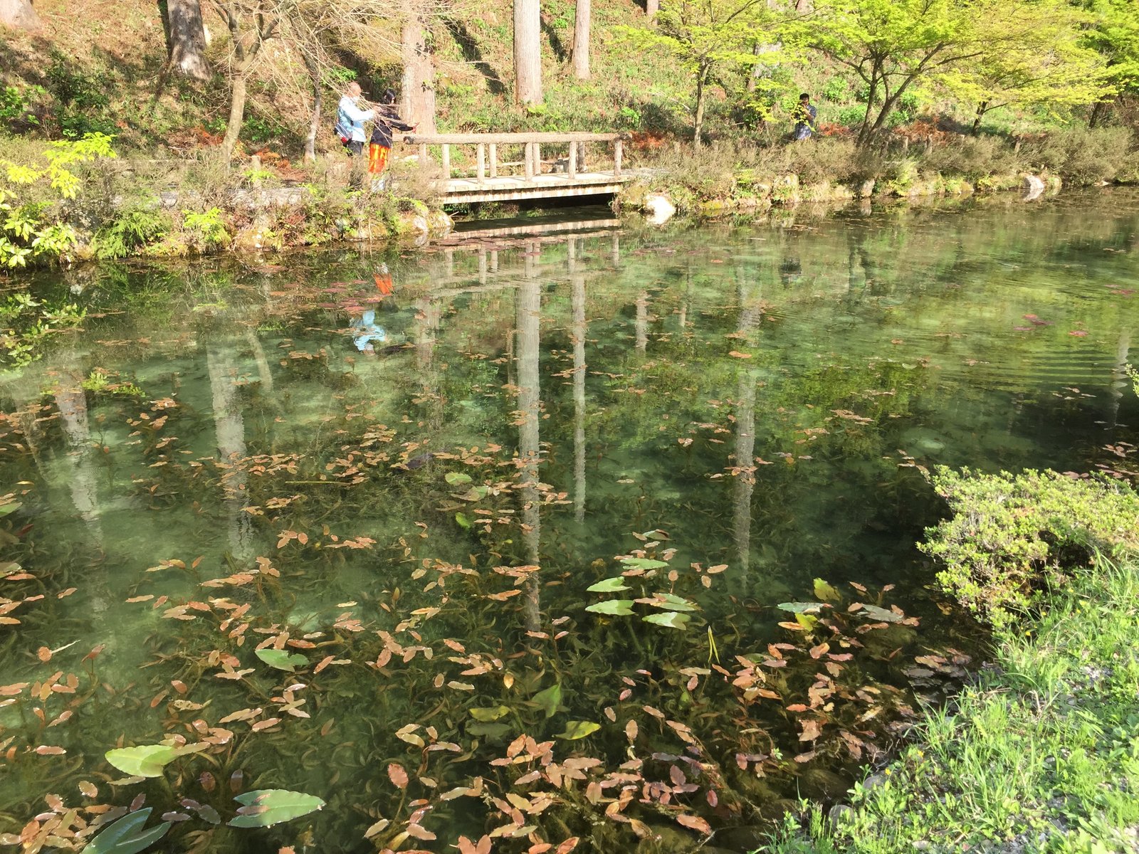 モネの池(名もなき池)の睡蓮と錦鯉