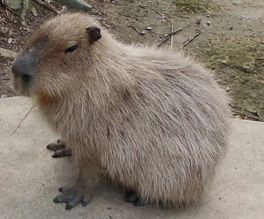 長崎バイオパーク カピバラ