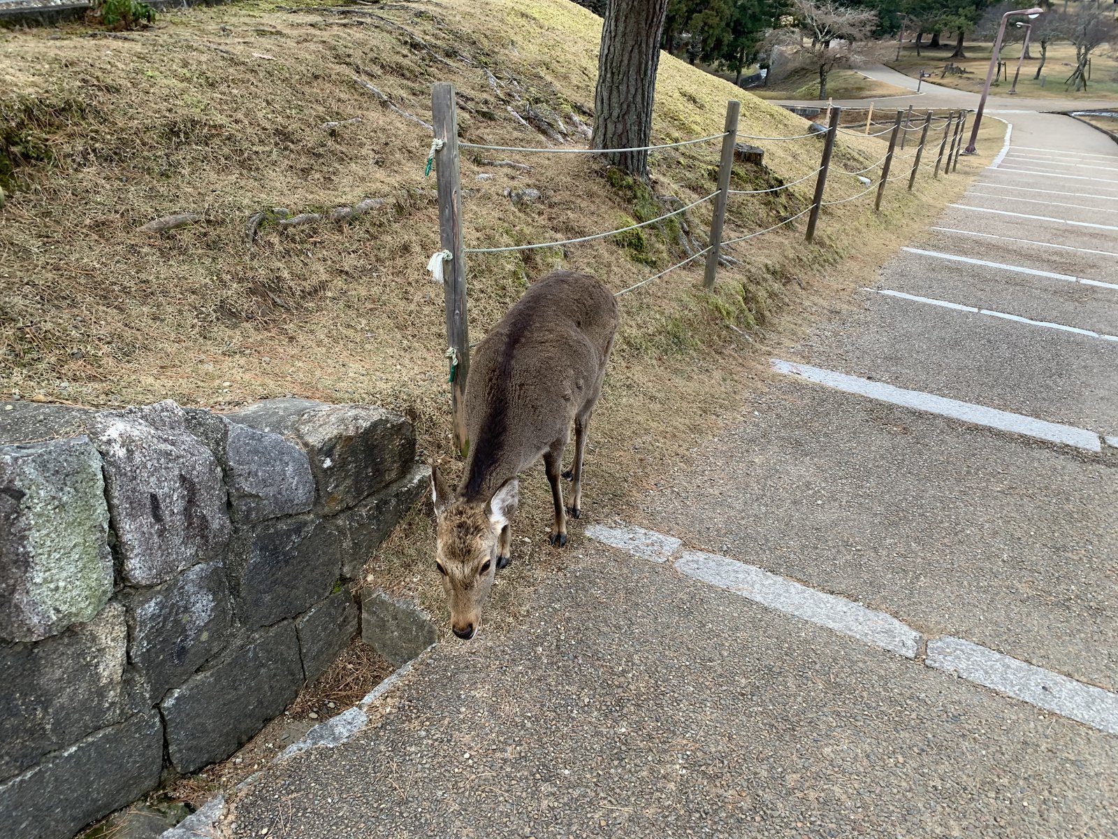 奈良公園の自然と鹿
