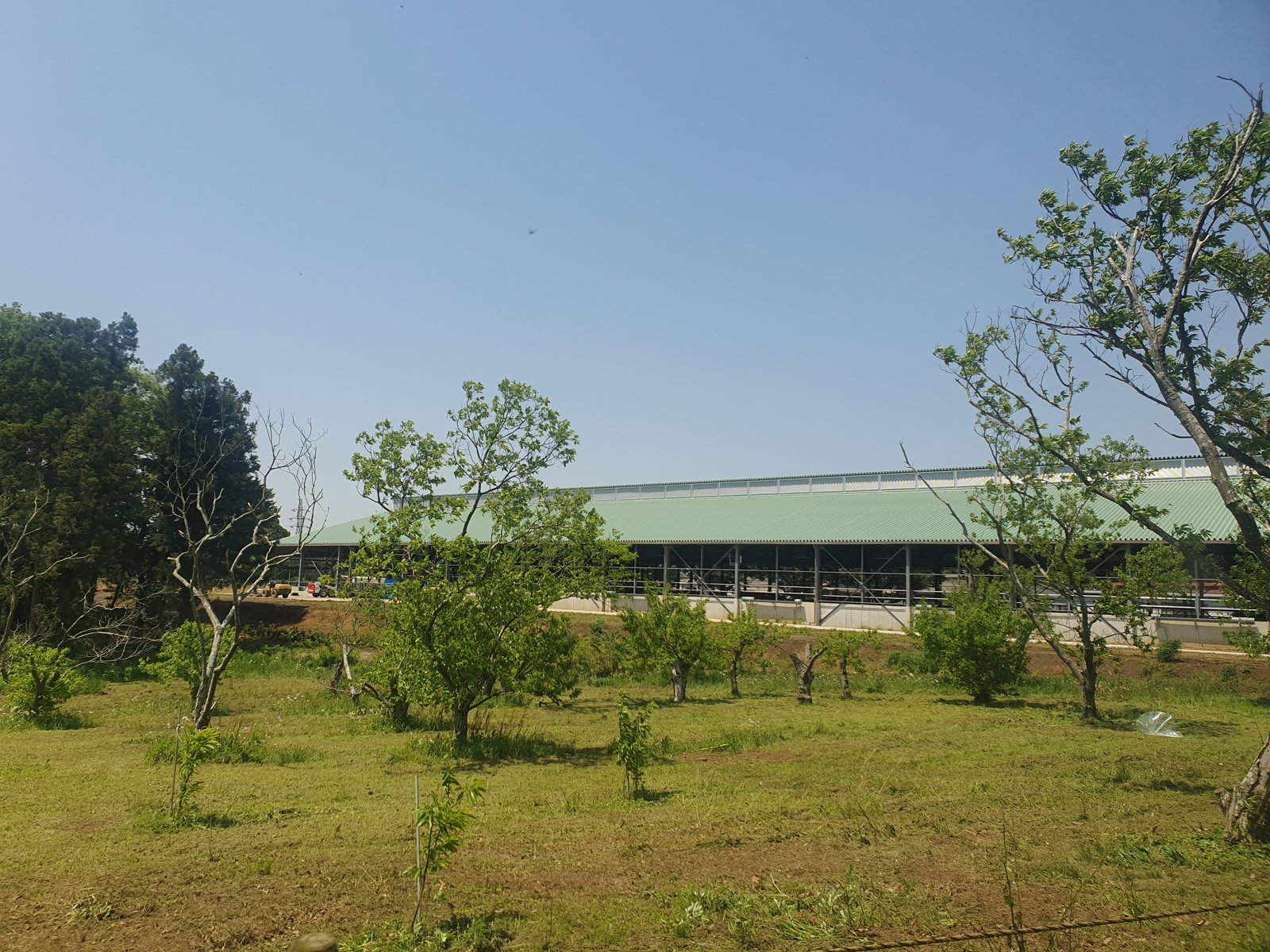 成田ゆめ牧場の牧草地
