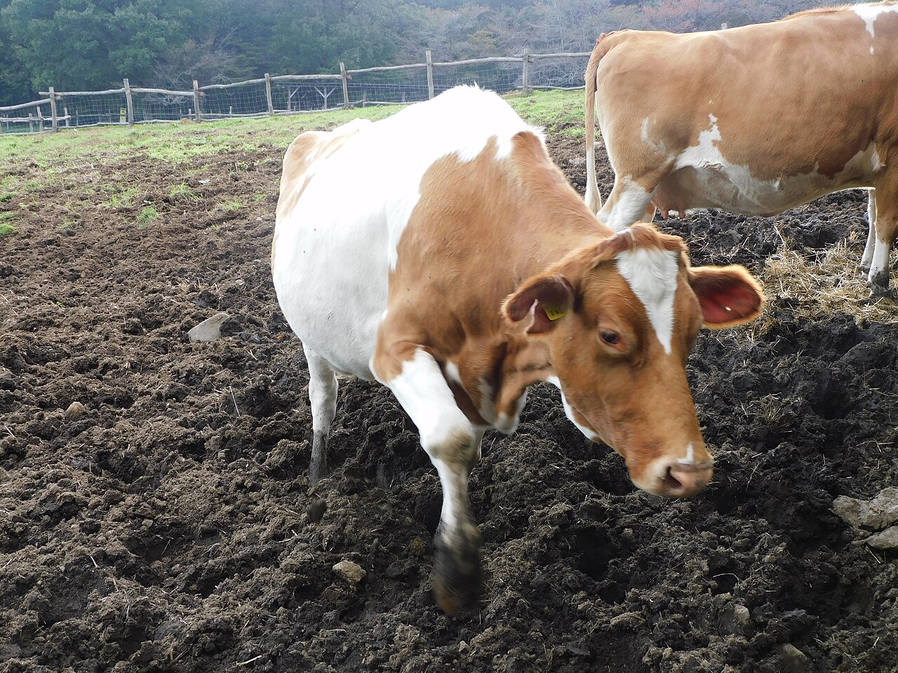那須高原の牧場で草を食む牛