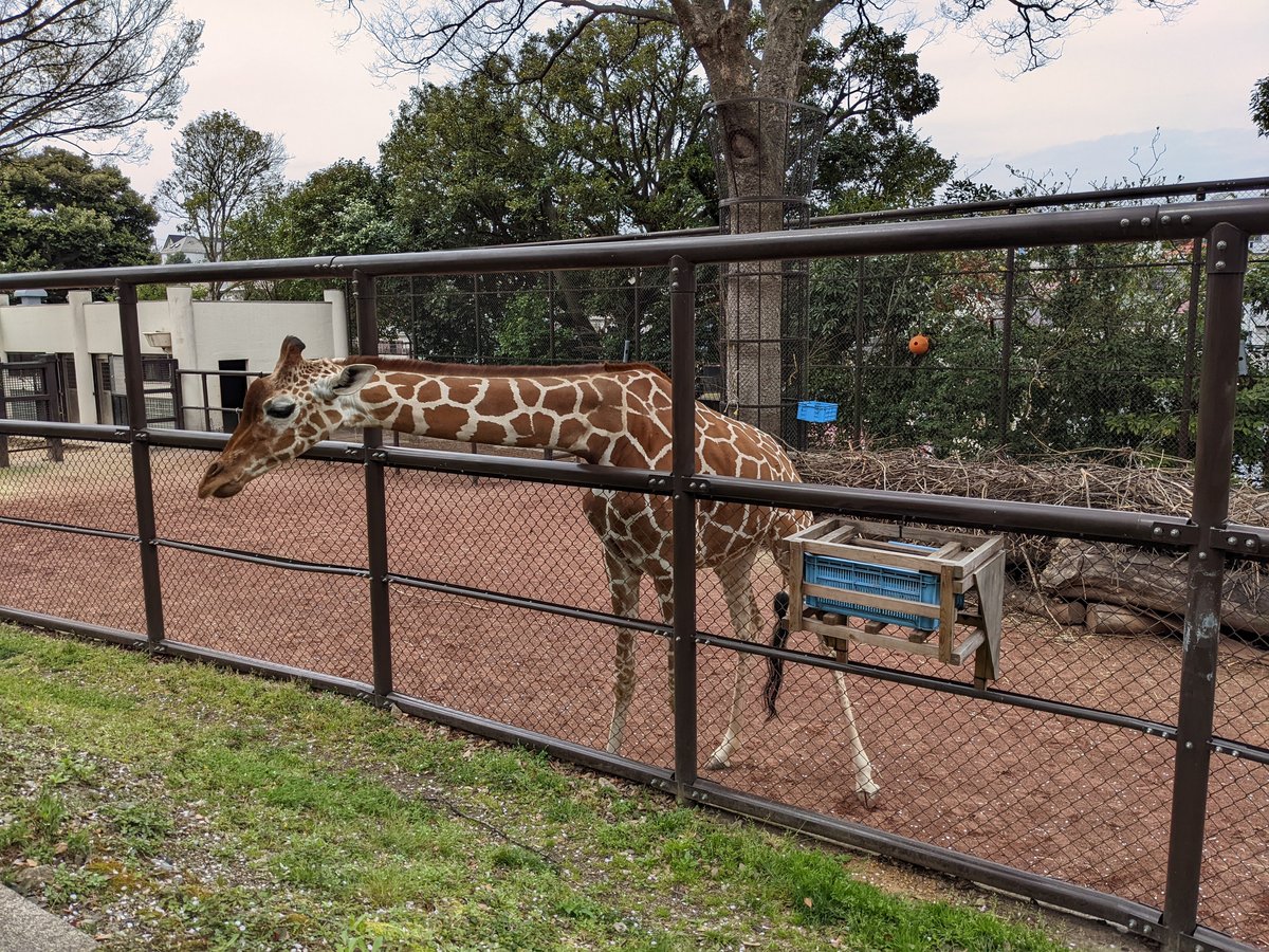 野毛山動物園のキリン