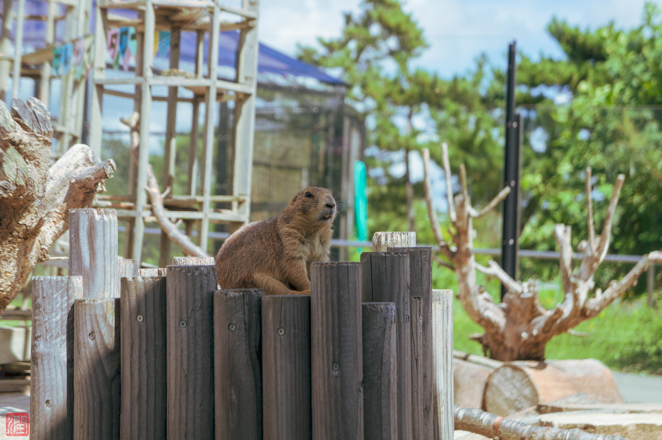 秋田市大森山動物園のレッサーパンダ