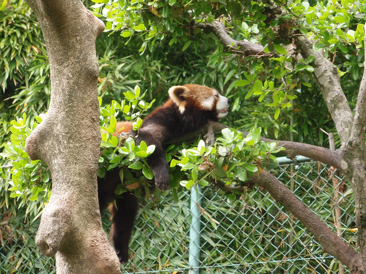 西山動物園のレッサーパンダ