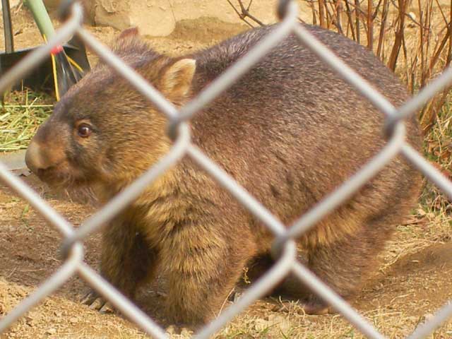 五月山動物園のウォンバット